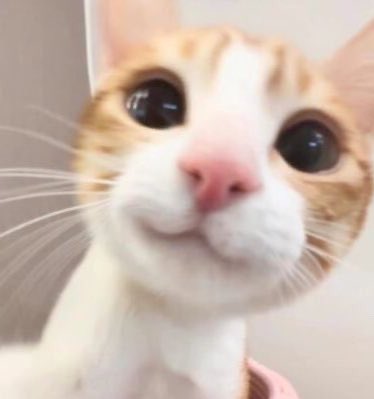 sspreencats's tweet photo. https://t.co/okDEuEy9Ba