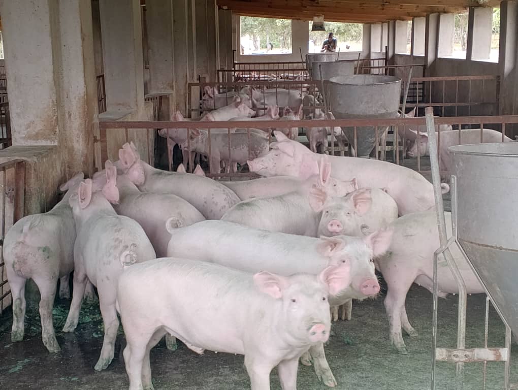 Milton Zhakata tweet media