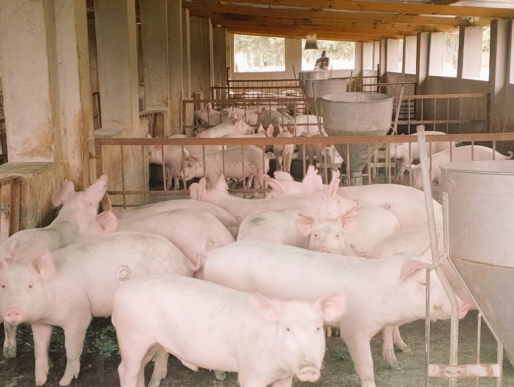 Milton Zhakata tweet media