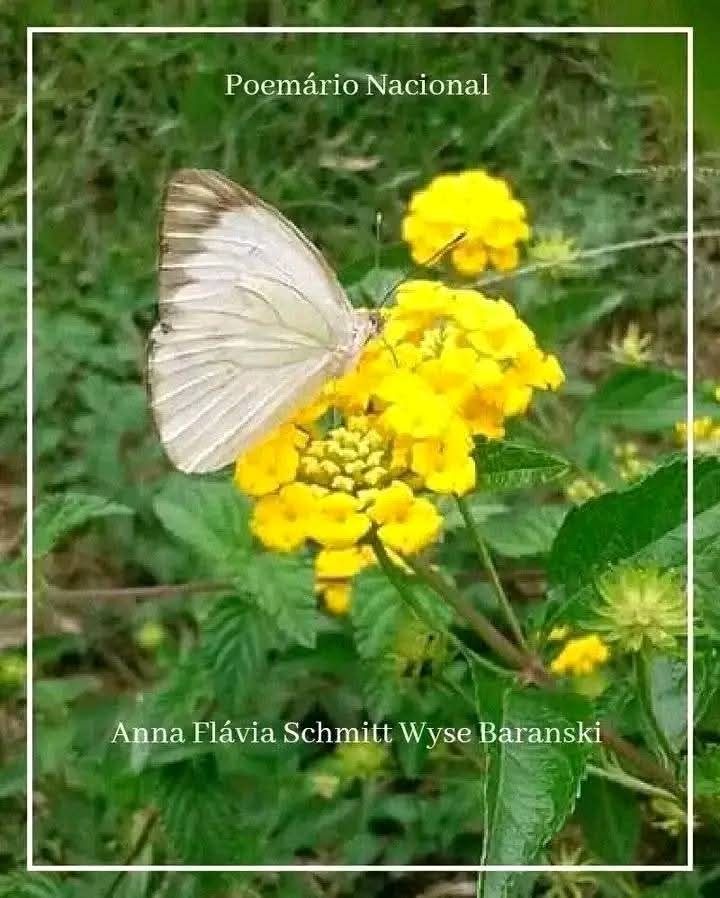 🇧🇷 Anna Flávia Schmitt tweet media