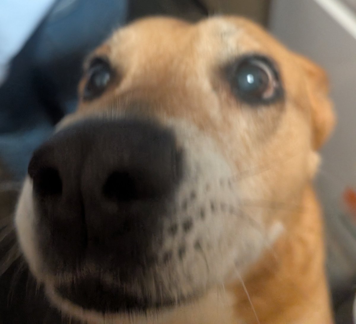 lynx • london 2026 tweet media