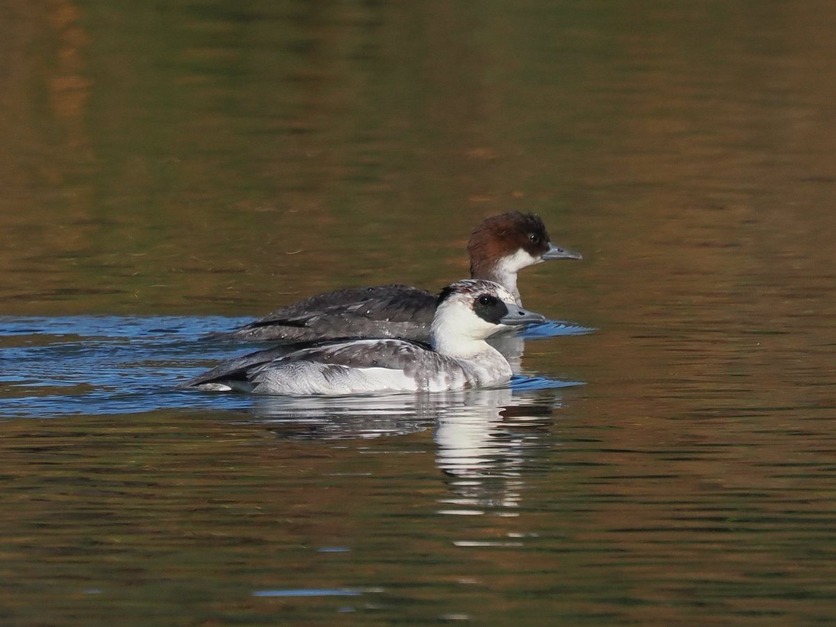 toripasha's tweet photo. 12月のミコアイサ。
Smews in December.
#写真 #野鳥写真 #野鳥 #カメラ #om1markii #ed100400mmf5063 #マイクロフォーサーズ #ミラーレス #om写真投稿 #OM野鳥写真 #wildbirds #bird_watching #ミコアイサ #巫女秋沙 #smew #mergus_albellus https://t.co/my62MuNeVz