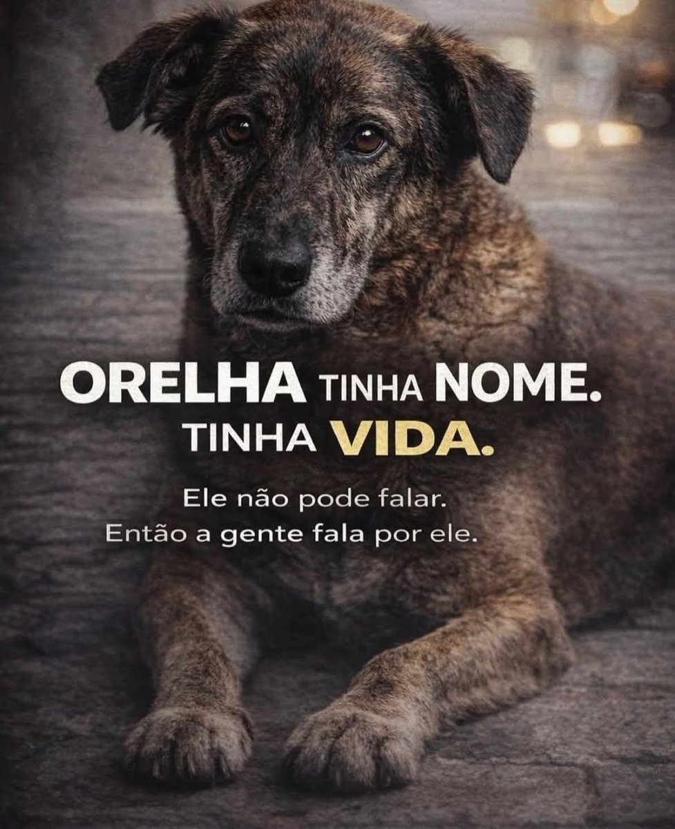 MarcoValverde72's tweet photo. Orelha não era só um cachorro.
Era vida, era amor, era alguém.
E mesmo sem voz, merece justiça. 🐾💔
#JustiçaPorOrelha
#OrelhaVive
#OrelhaEterno ❤️🐕 https://t.co/XKt4dg90Yz