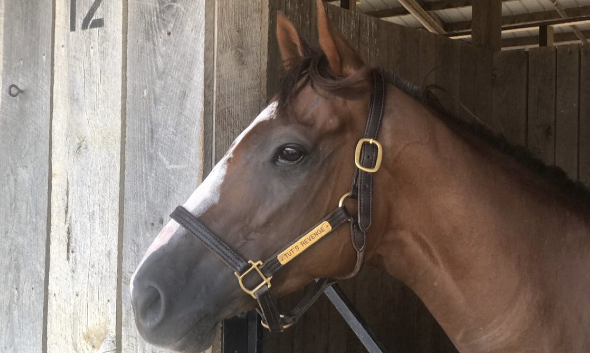 Lucas & his human family tweet media