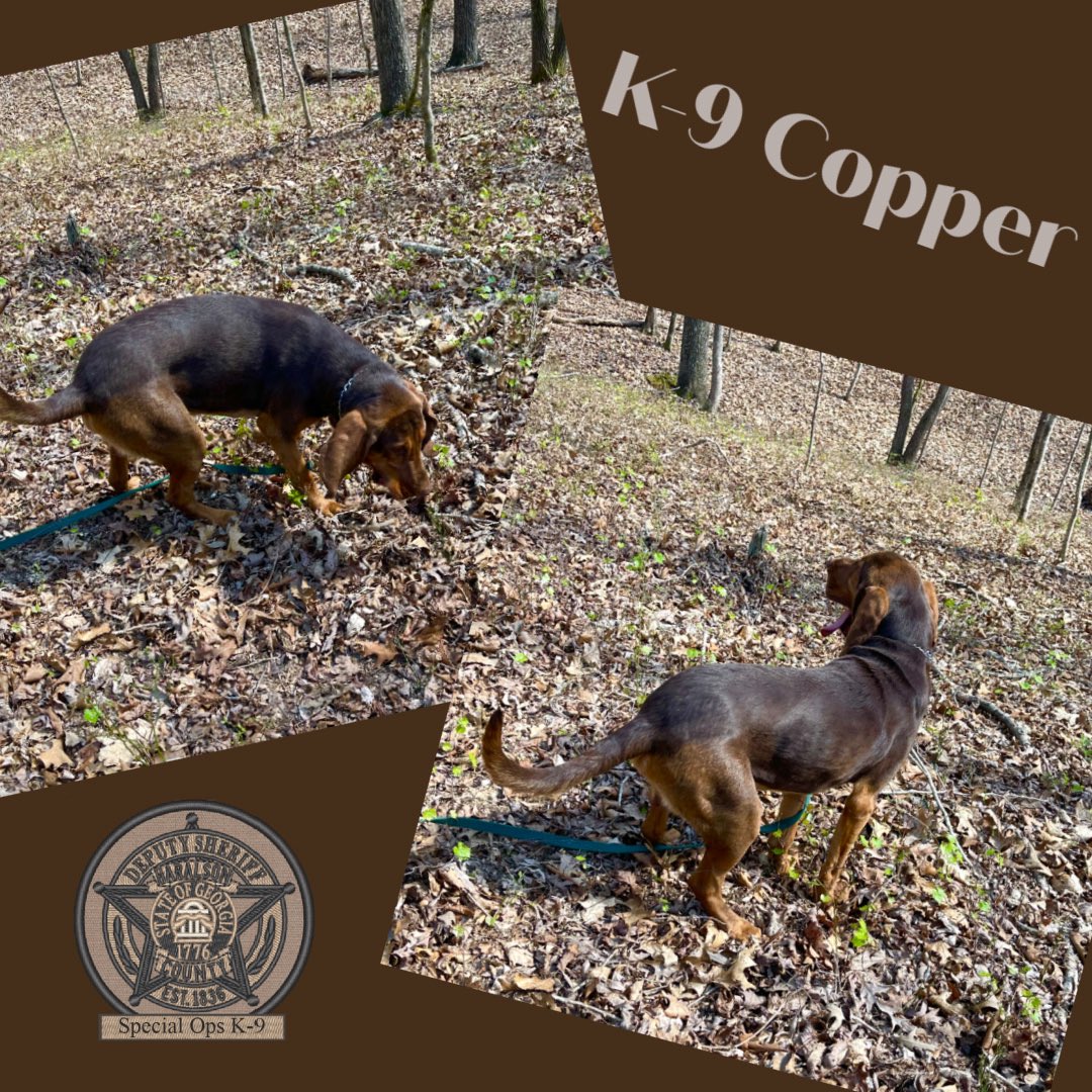 HCSOK9Division's tweet photo. K-9 Copper was working hard on his tracking skills yesterday🐶👃🐾
#K9Copper🐾
#BloodhoundK9
#TrackingTraining
#GoodBoy
#TheNoseKnows
#WorkingPup
#AlmostFriday
#SpecialOpsK9
#HCSOK9Division https://t.co/ECzGfghASv