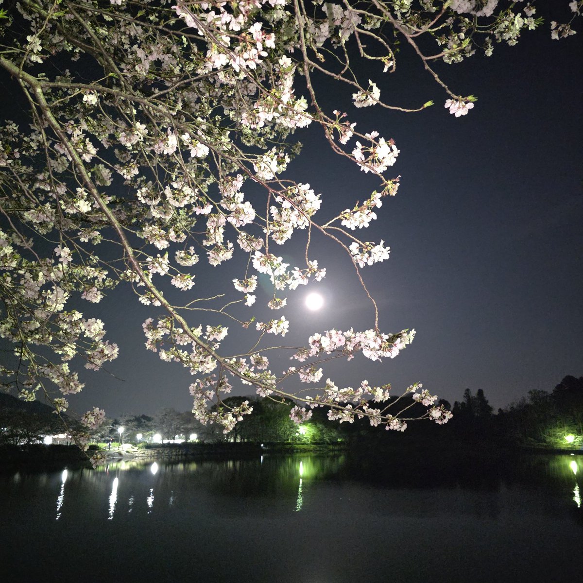 💚mana桜💚(🤘) tweet media