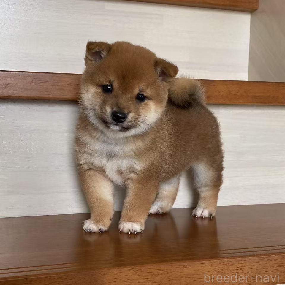 🇯🇵星空音夢🇯🇵 tweet media