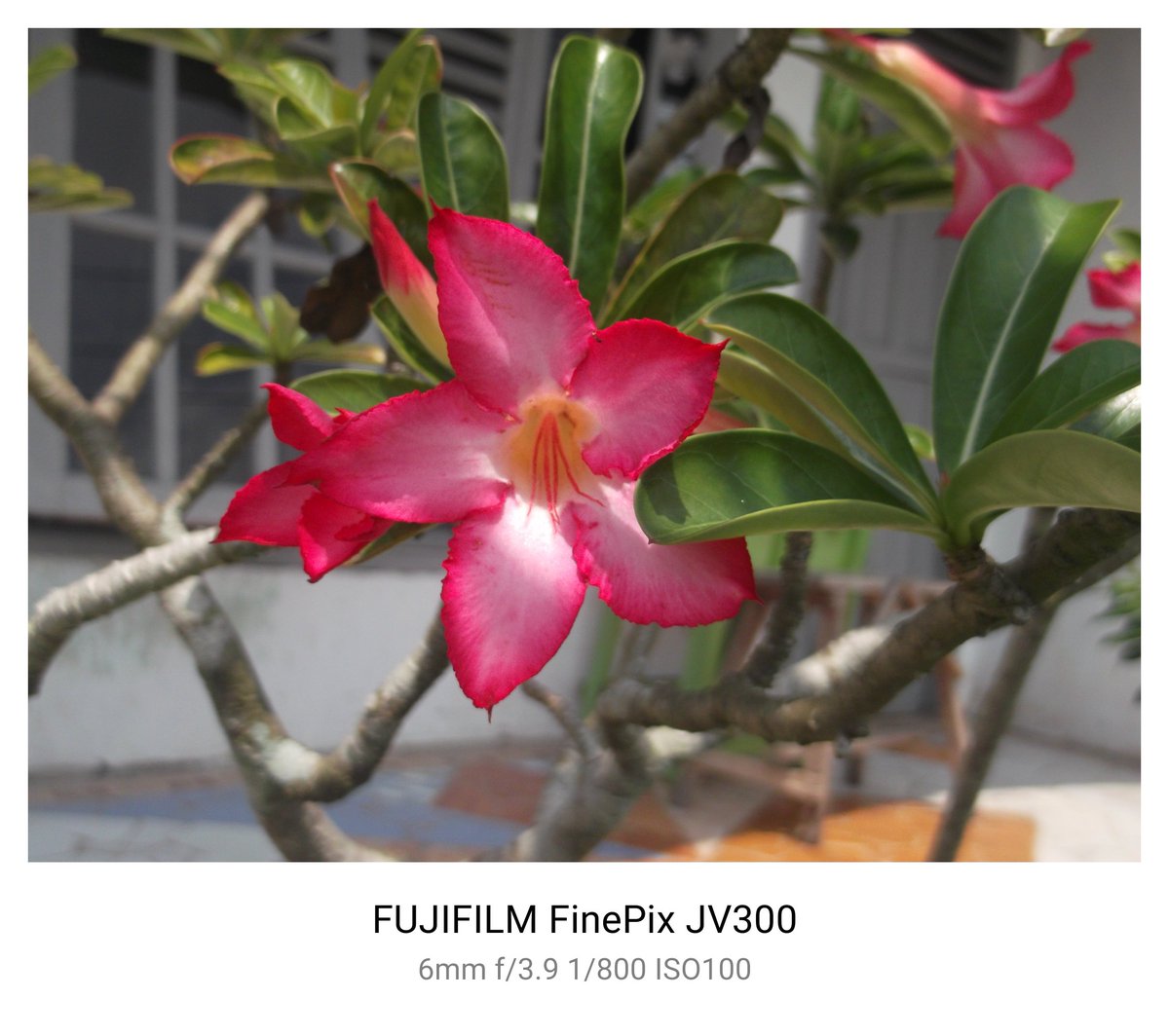 syialaan tweet media