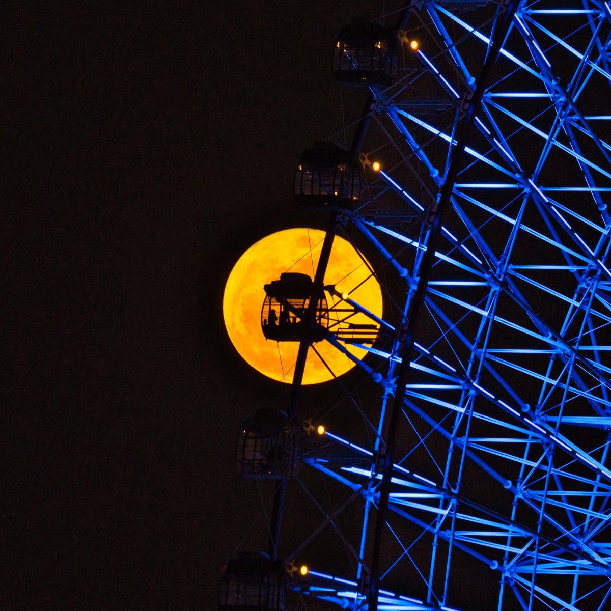 ネコエボリューション tweet media