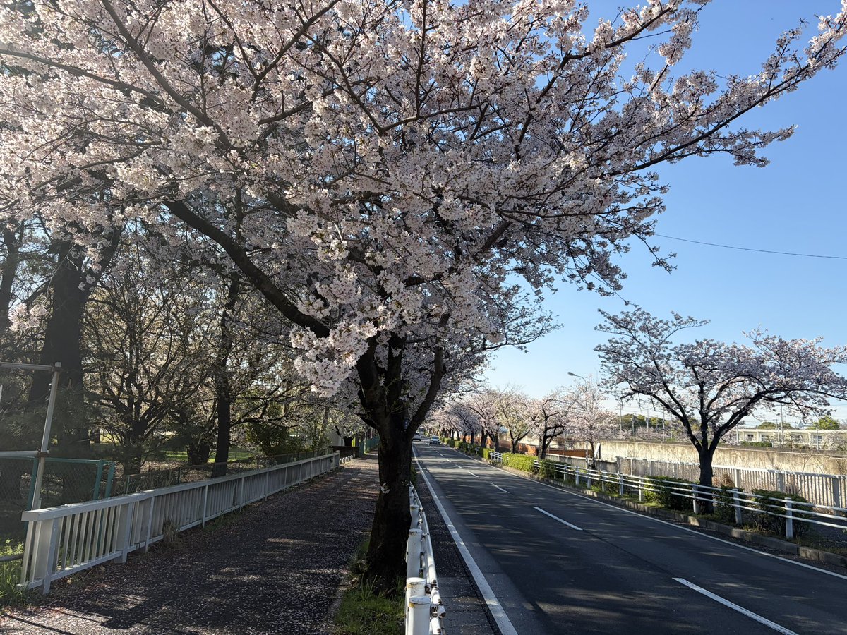 kumaもん tweet media