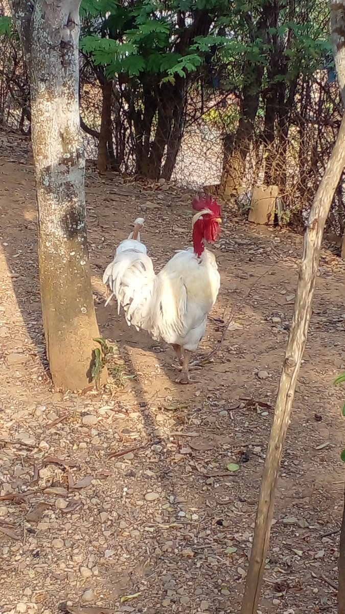 Link world tweet media