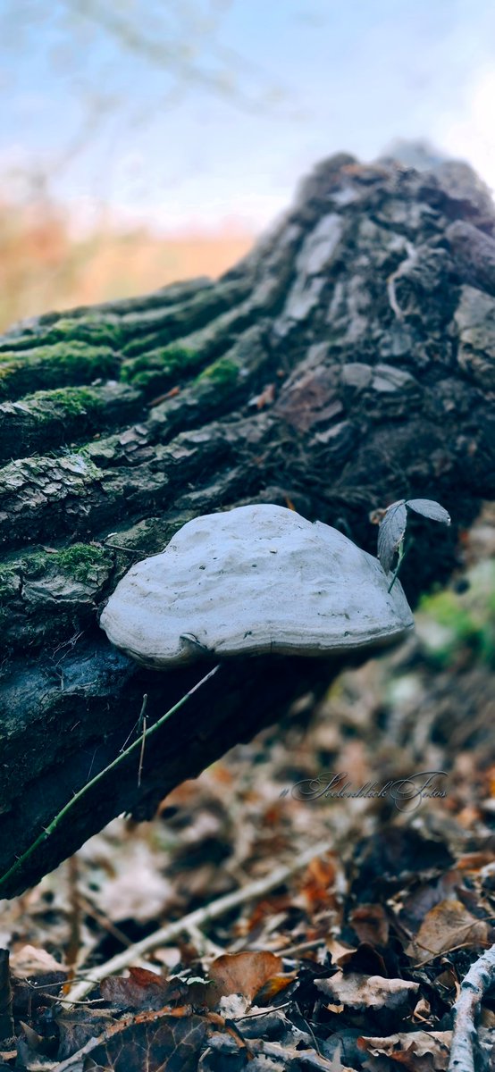 🙏 Ein stiller Moment tief am Waldboden. 🍂🍄 Hast du die wilde Rose gesehen, die sich mutig ihren Weg direkt neben dem alten Pilz sucht? ✨🌹 Ein Seelenblick voller Erdung &amp; unbändiger Lebenskraft. #SeelenblickFotos #Erdung #WaldLiebe #WildeRose #NaturWunder 💙🌿