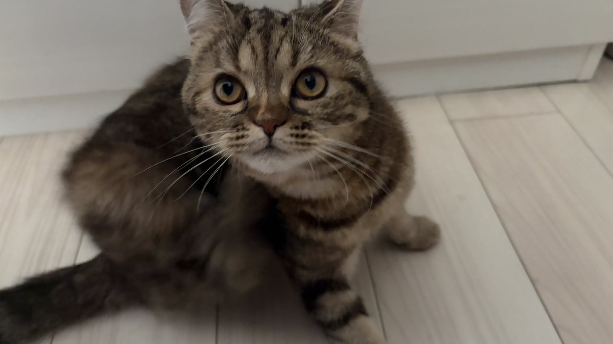 ふぁあ tweet media