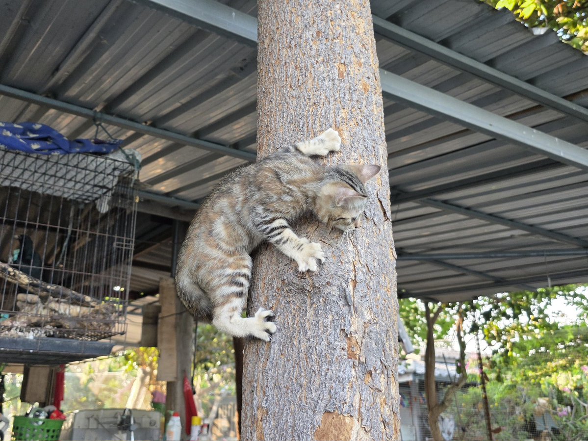 แมวทองมี กวีพเนจร tweet media