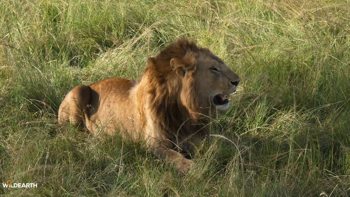 WildEarth tweet media