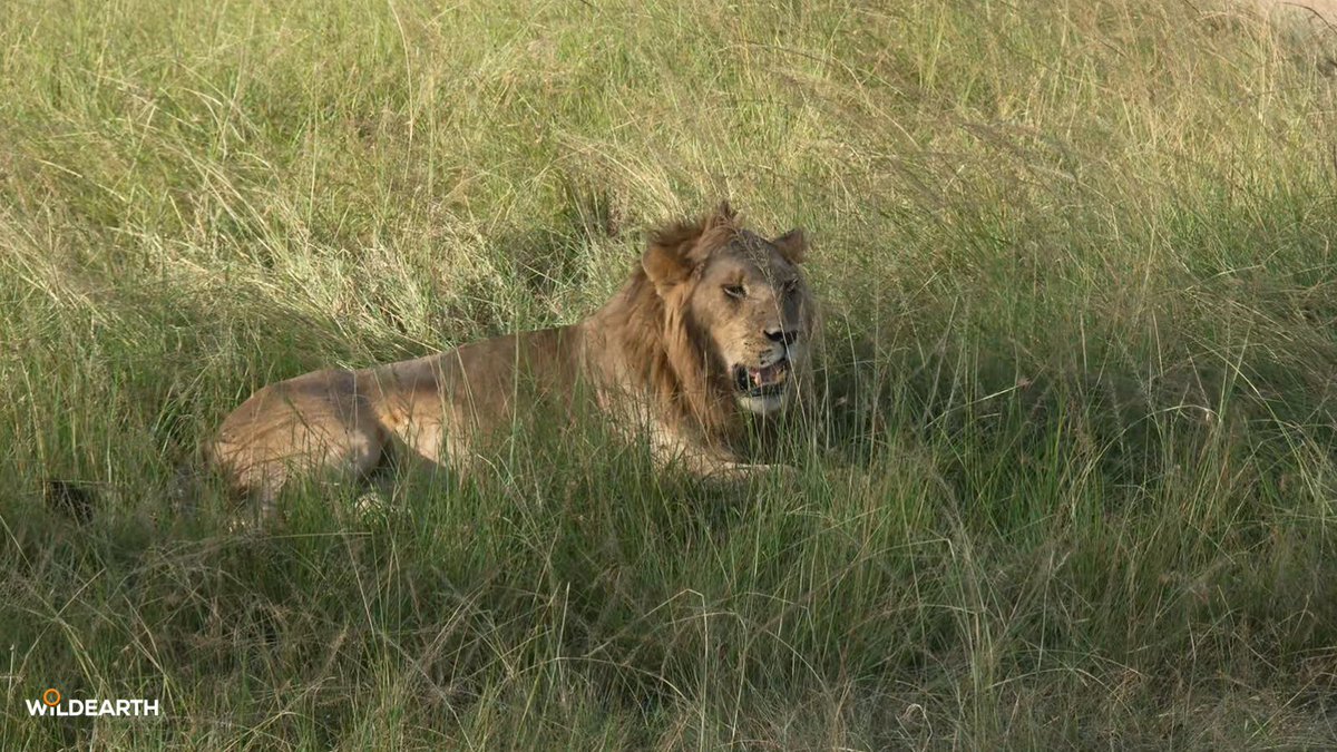 WildEarth tweet media