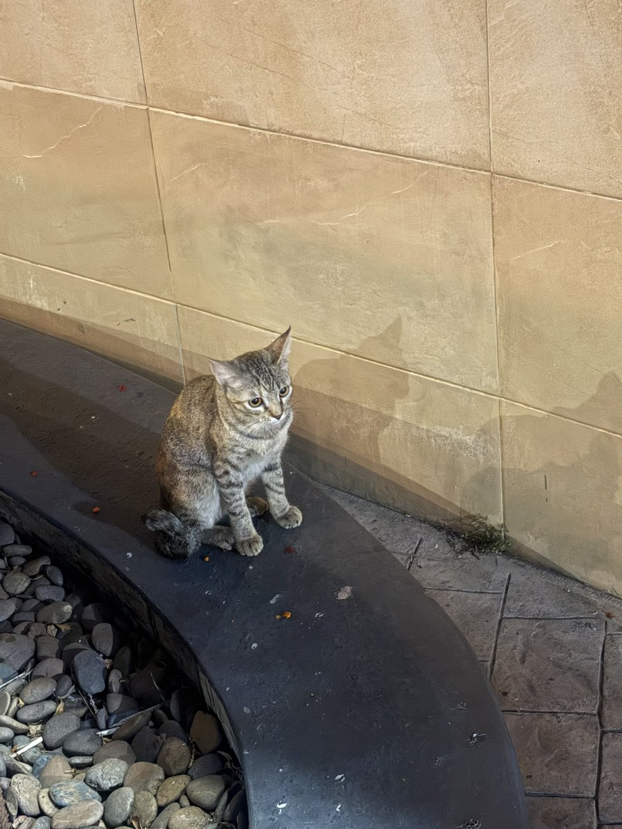 ΛΙιςεอินวอนเดอร์เฮล tweet media