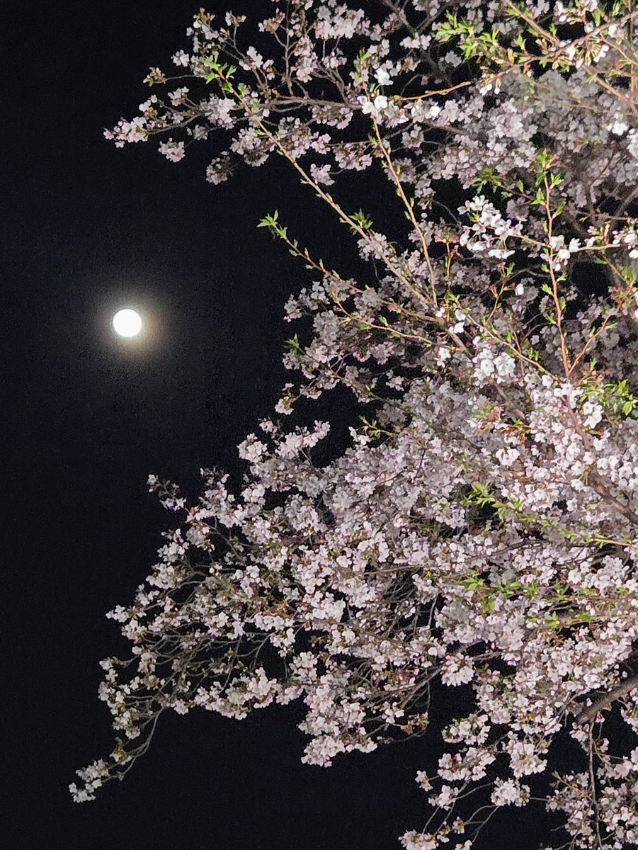 fines_kunitachi's tweet photo. こんばんは
4月になりましたね。
新生活がスタートです。
ご入学、ご進級、ご就職…
皆様おめでとうございます

今日は満月
駅前のサクラとセットでお届けします。

明日で春期講習が終了です。
生徒の皆さん、あと1日頑張りましょう！

#ファインズ #国立駅 #春期講習
#サクラ #満月 https://t.co/KMDypl5G92