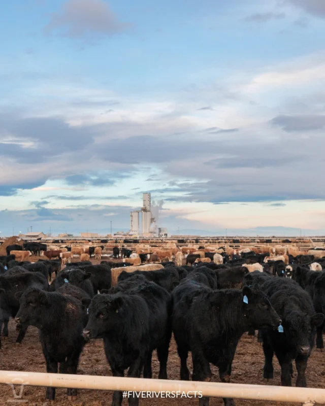 Okie_Rancher tweet media