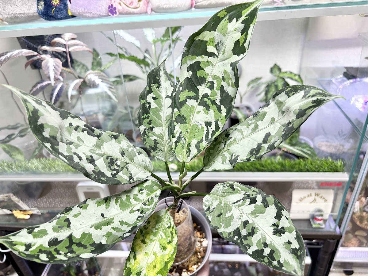 みんと🦐🌱 tweet media