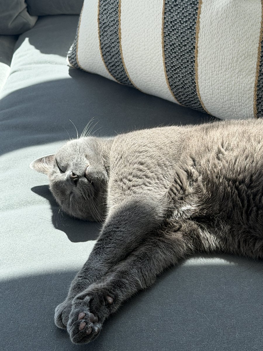 Olivia Voz tweet media