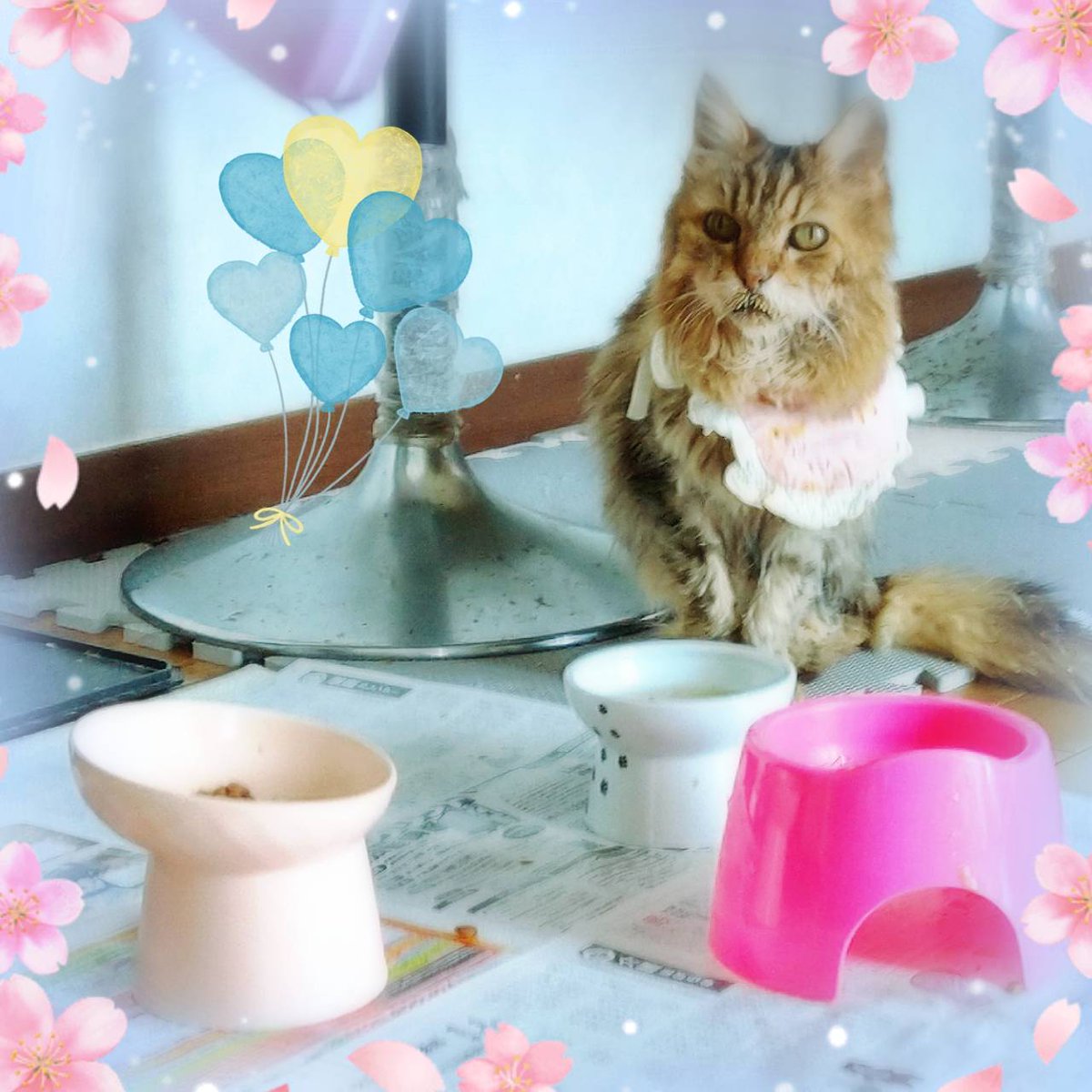 猫といる幸せ（🍎） tweet media