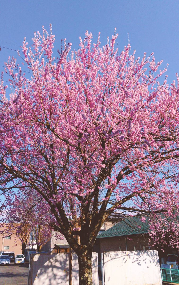 猫といる幸せ（🍎） tweet media