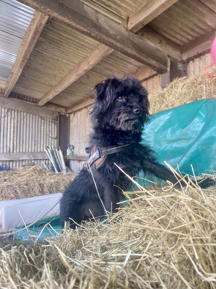 RupertBear_pup's tweet image. Me Ma telled me her telled werk her staying home wiv #rupertbear (out of office) forever!!!! (Until a week Monday) woohoo #dogs #work #home #easterholidays #Easterbreak #happy