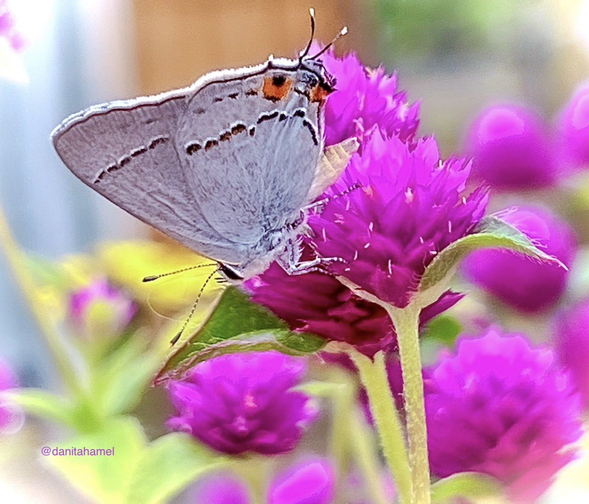 danitahamel's tweet photo. Wings on things! Let’s see yours. 💕🦋

#DailyPictureTheme https://t.co/mME9wYegpj