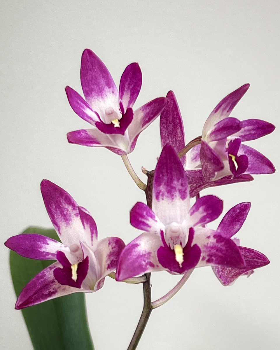 Inga Nik tweet media