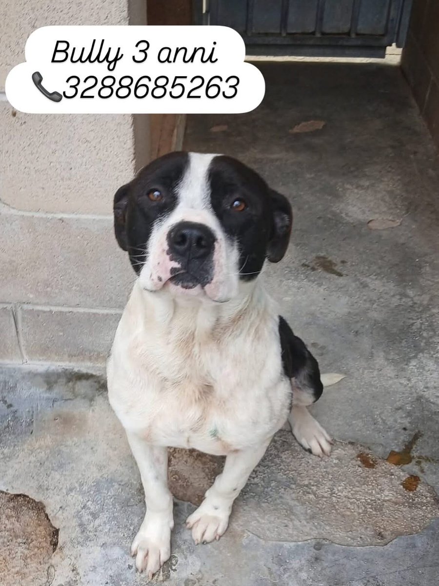 Tiziana Allasia tweet media