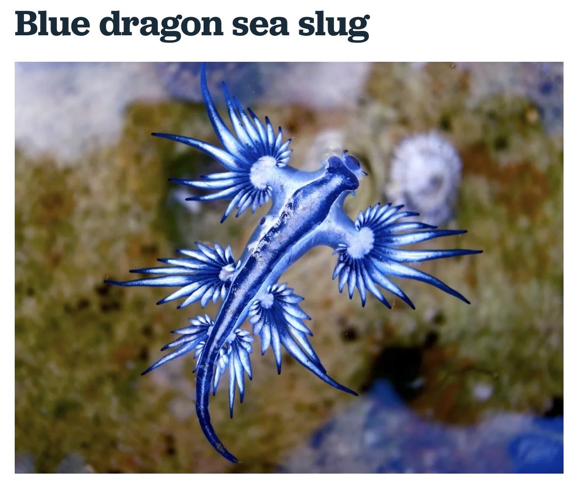 bonita lo thee oracle tweet media