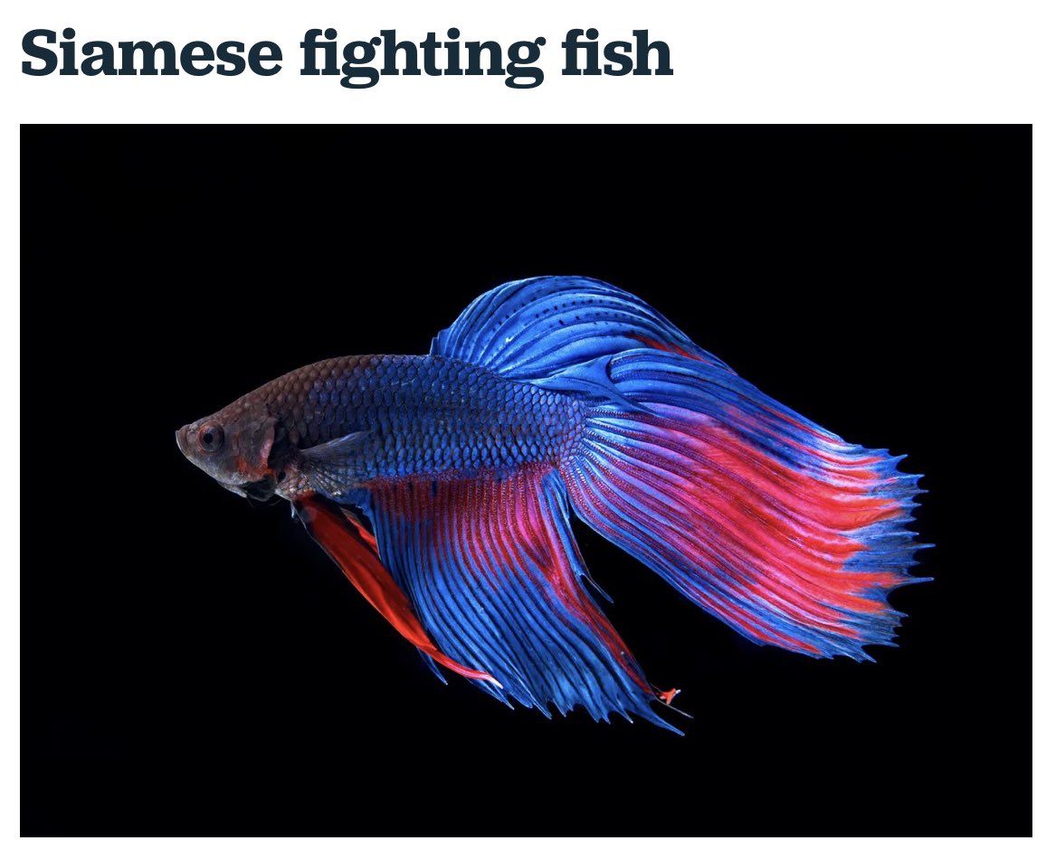 bonita lo thee oracle tweet media