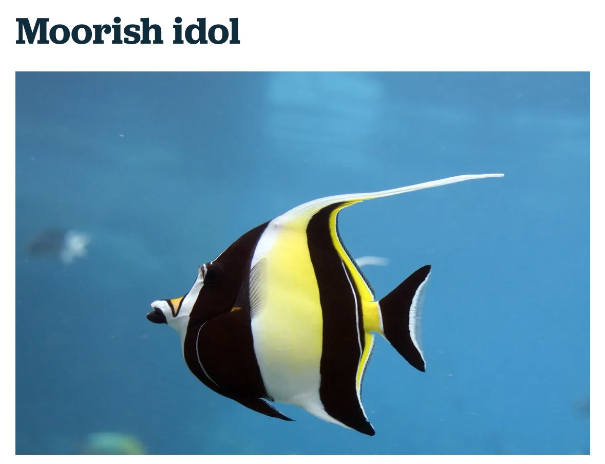 bonita lo thee oracle tweet media