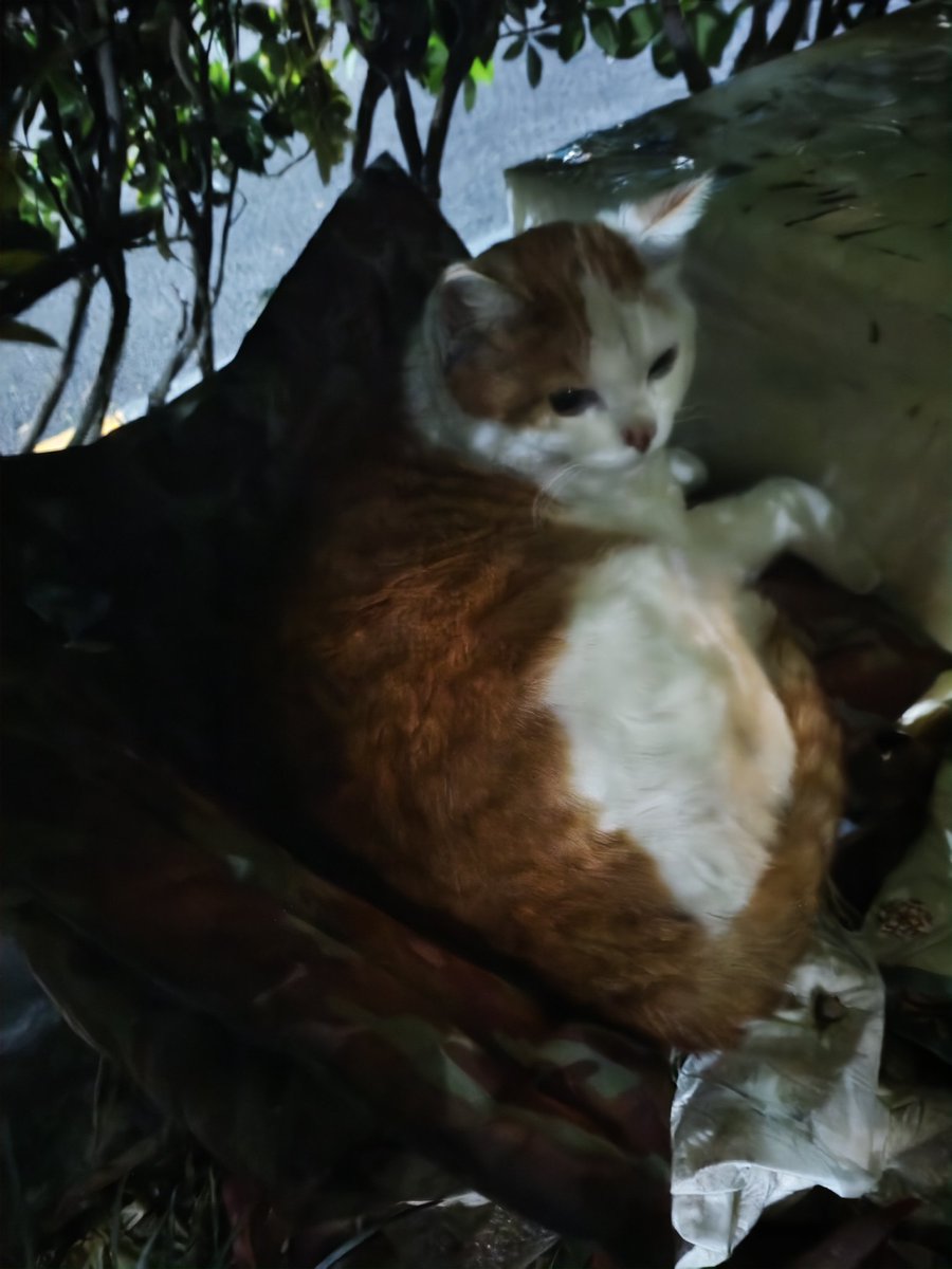 Niko2cats tweet media