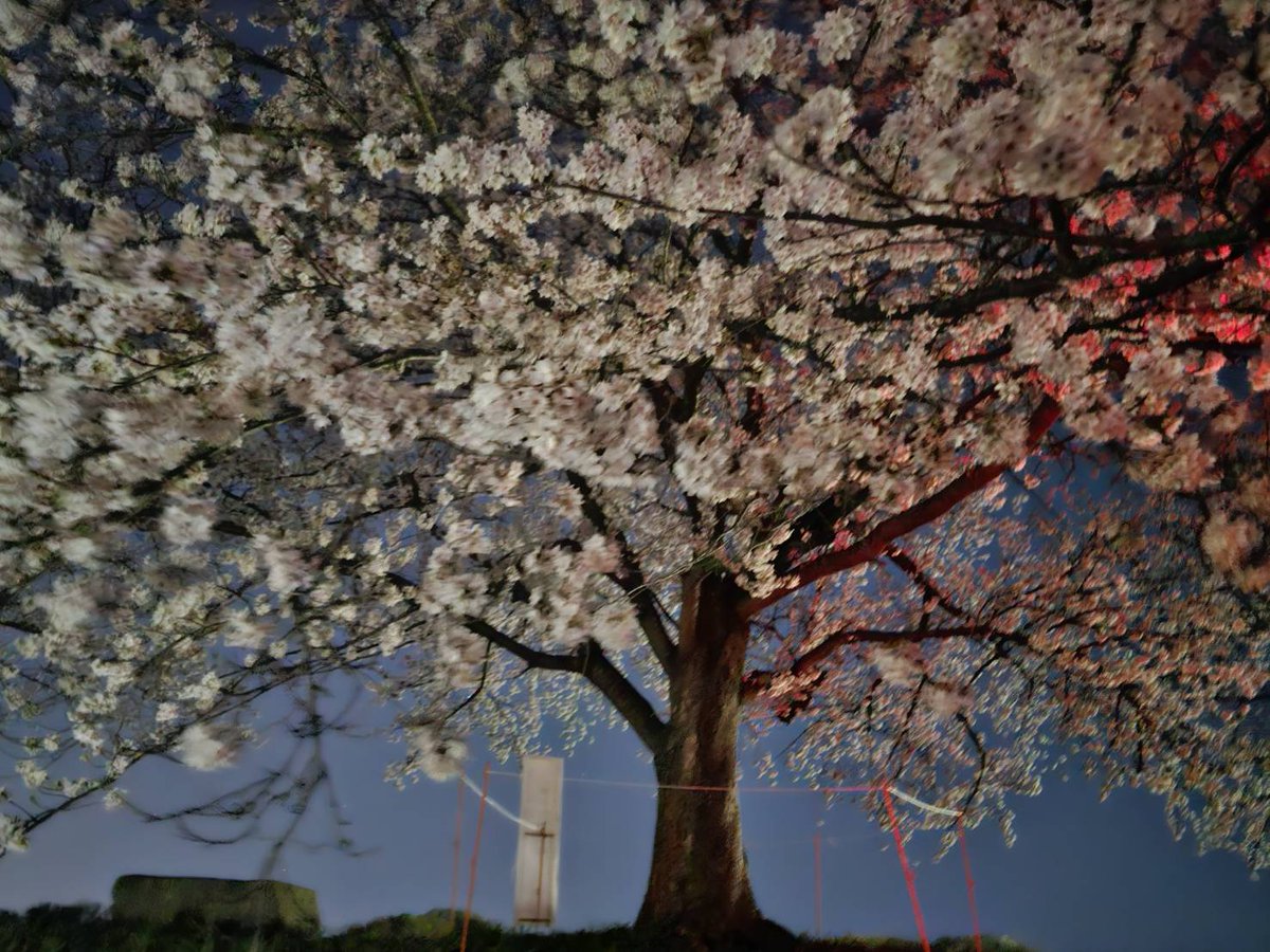 設楽遙斗@最高位戦 tweet media