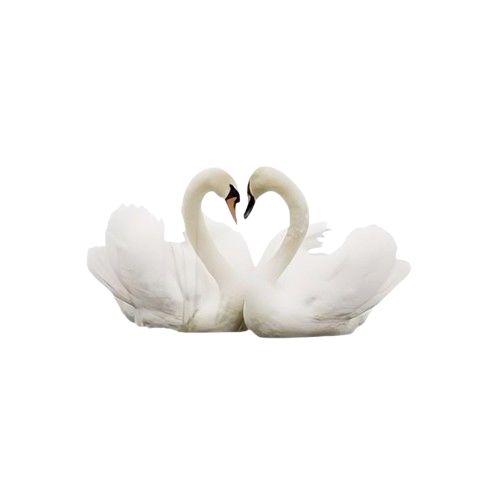 nara 🦢 tweet media