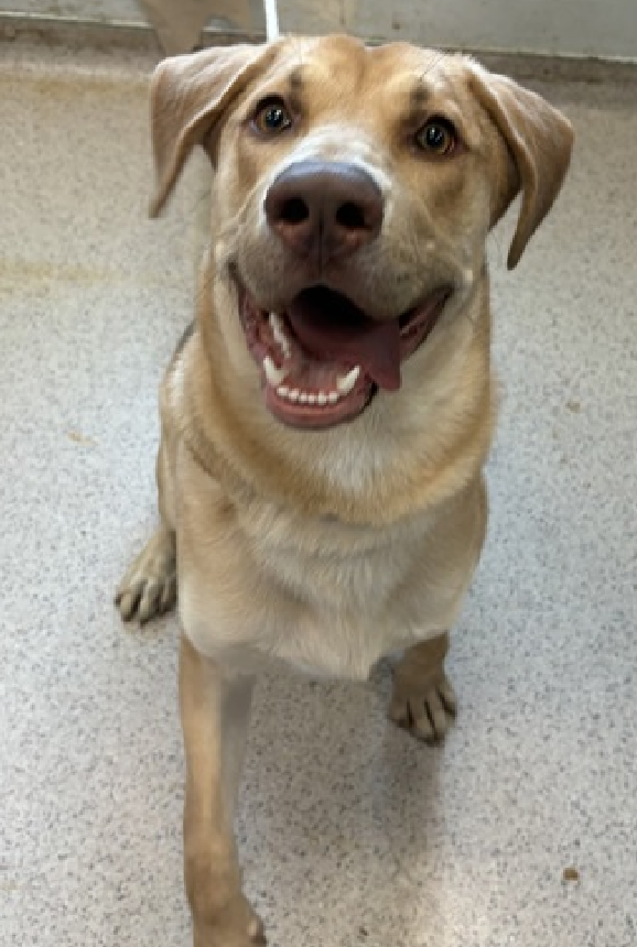 NMBewitched's tweet photo. Cooper🥰😇
#NewDogontheBlock
https://t.co/Y9i9WLn6lj
#AdoptMe
You may have named him Cooper but he will always be Coop😍
#LabLovers #SheperdLovers
Do you have a ball🥎
Maybe he wanted a treat🤔
This #PuppyLove needs a good home. A player!
BIGLOVE
Playful, energetic & eager
C'mon get off those GLP-1's & live life!