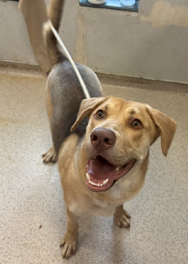 NMBewitched's tweet photo. Cooper🥰😇
#NewDogontheBlock
https://t.co/Y9i9WLn6lj
#AdoptMe
You may have named him Cooper but he will always be Coop😍
#LabLovers #SheperdLovers
Do you have a ball🥎
Maybe he wanted a treat🤔
This #PuppyLove needs a good home. A player!
BIGLOVE
Playful, energetic & eager
C'mon get off those GLP-1's & live life!