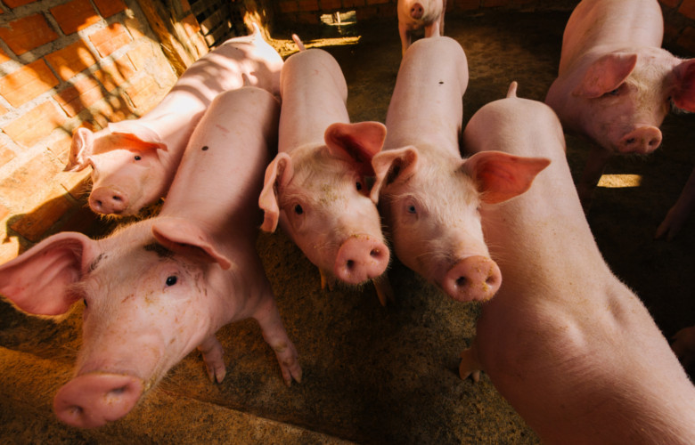 Niewygodne Komentarze 🐺 tweet media