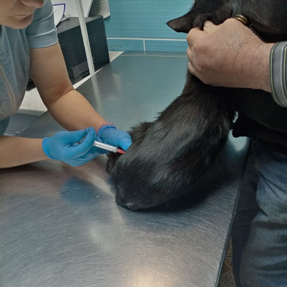 Кот Шурик из Беловежской пущи и его большая семья tweet media