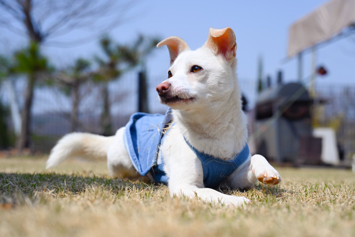 여진사 라민 | 봄•벚꽃촬 커미션🌸 tweet media