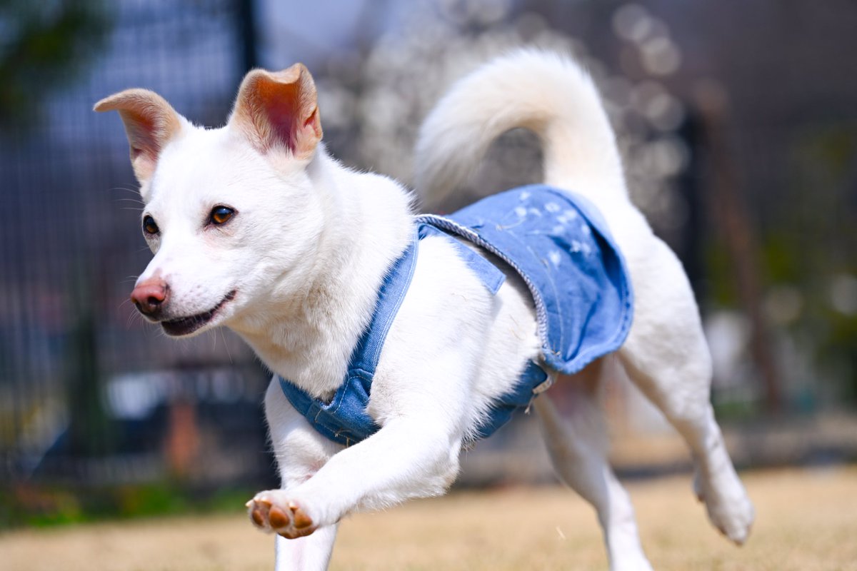 여진사 라민 | 봄•벚꽃촬 커미션🌸 tweet media