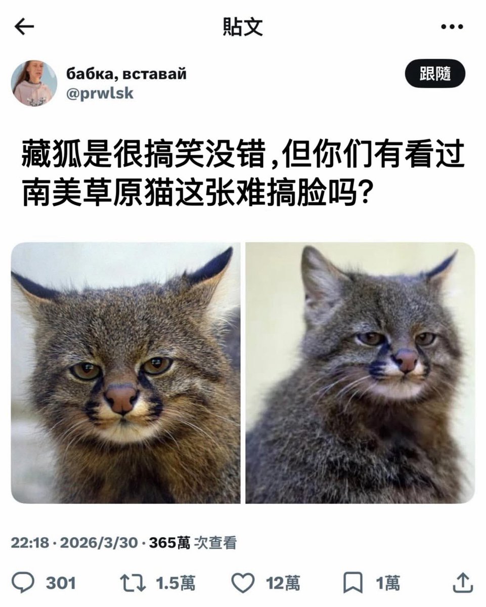 禿道道🐟 tweet media