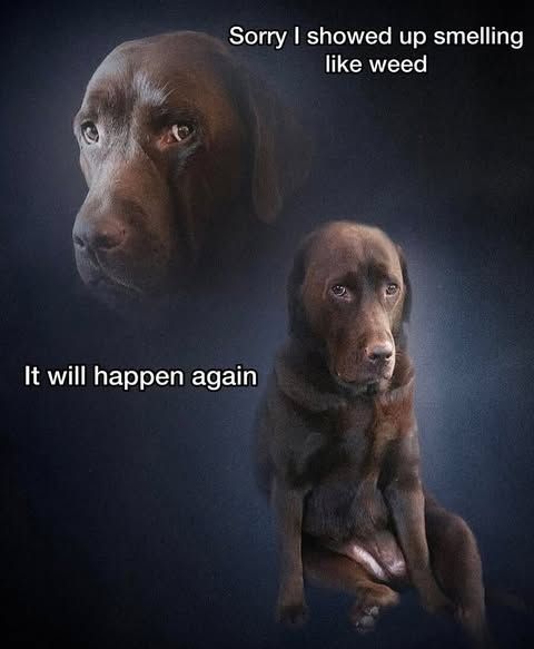 things that i smoke weed to tweet media