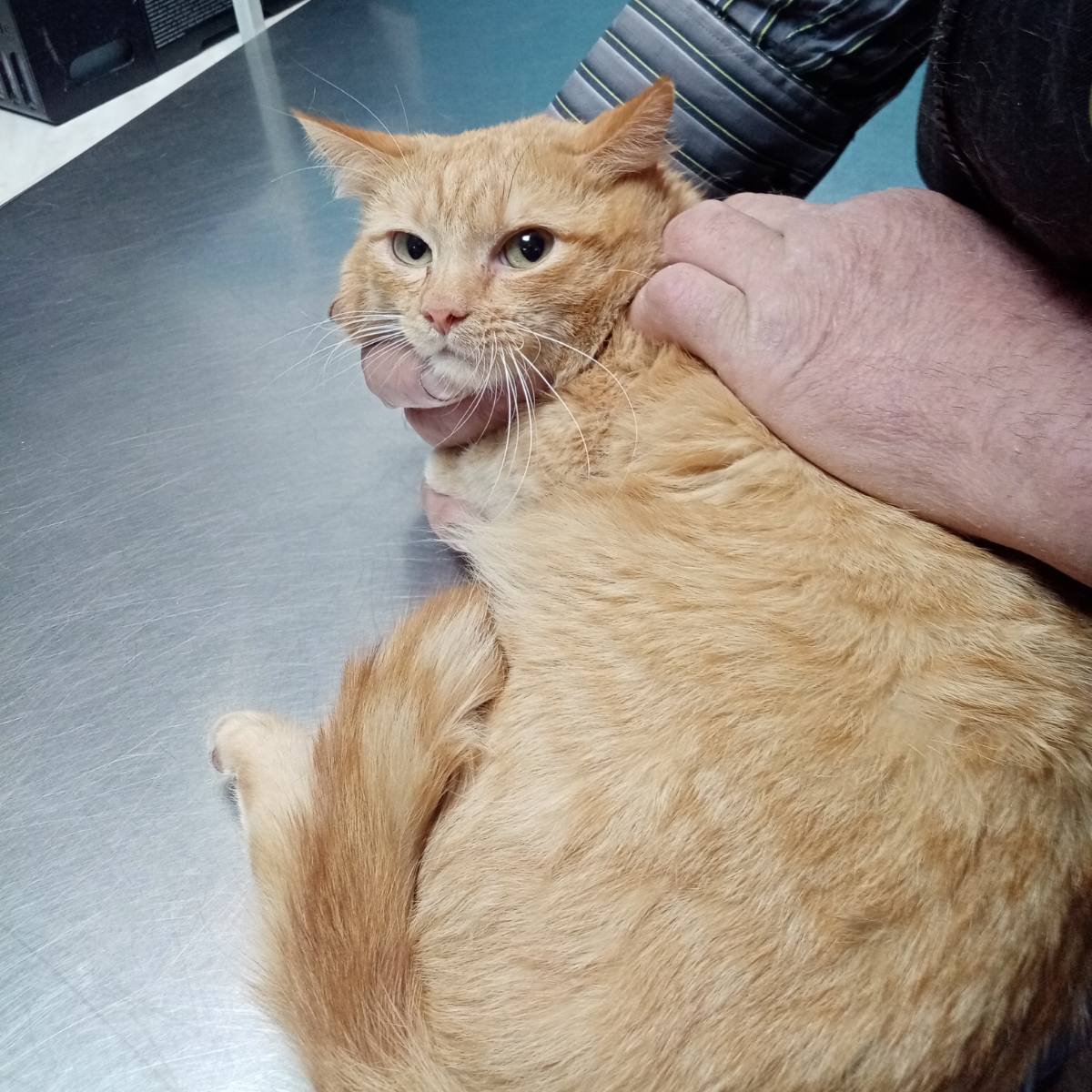 Кот Шурик из Беловежской пущи и его большая семья tweet media