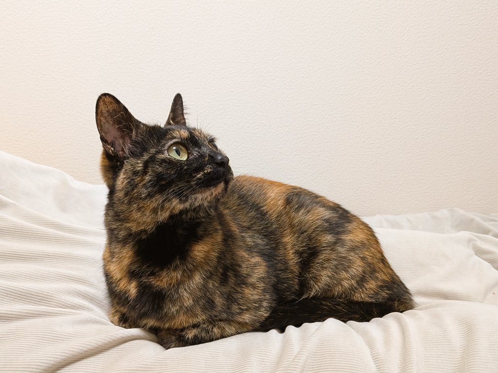 唐揚げおいしく tweet media