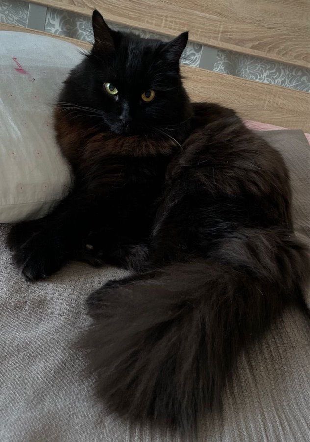 𝘷𝘪𝘷𝘪 ✩ tweet media