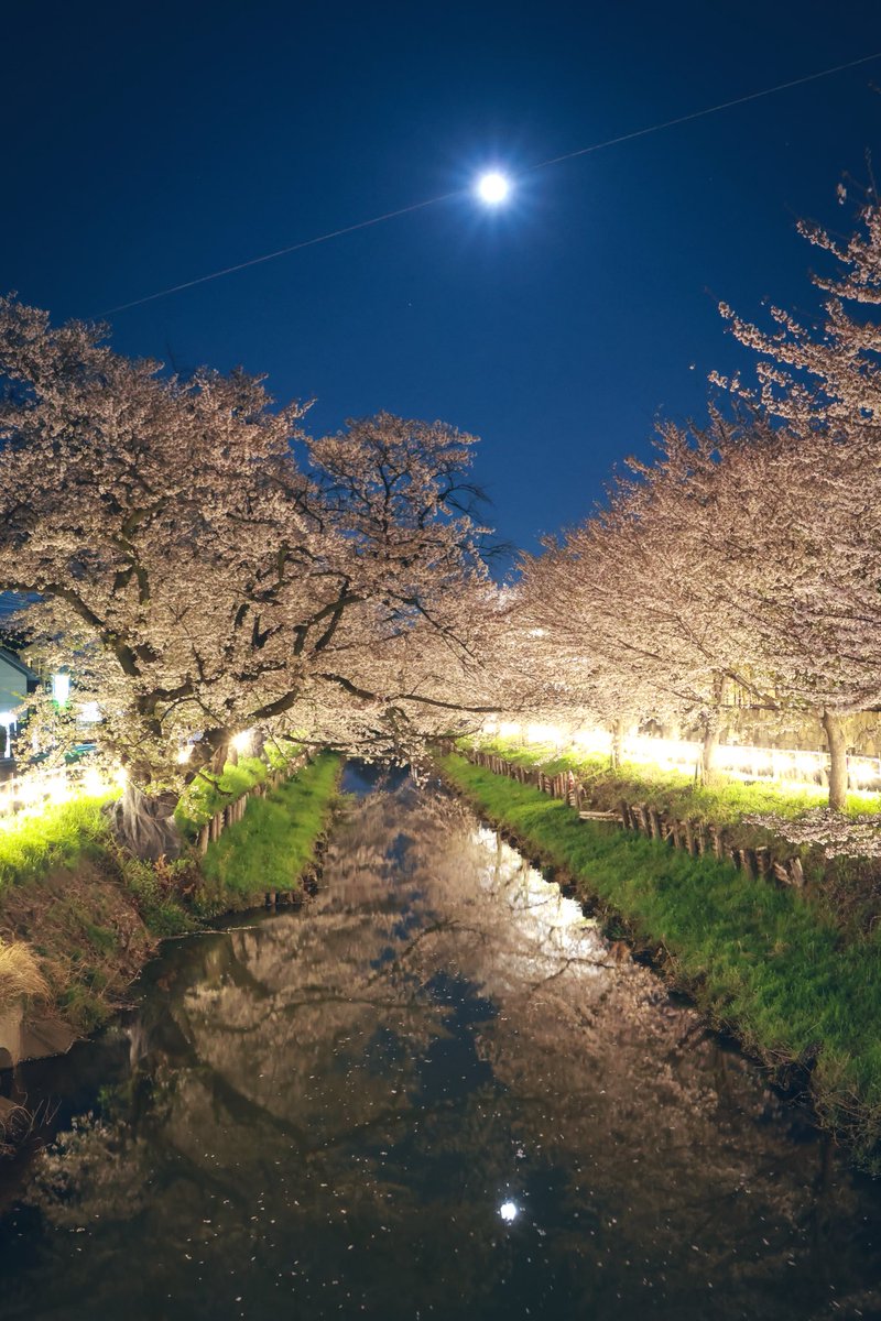 月も桜も
川面に浮かぶ
