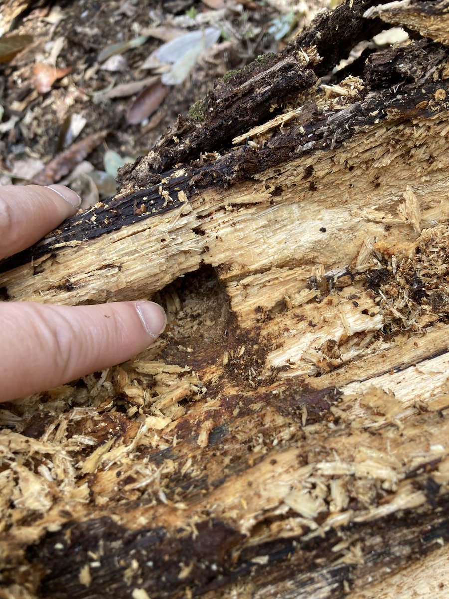 silverback.SB tweet media